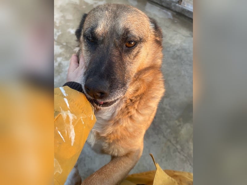 Cody - verschmuste, liebe Wasserratte