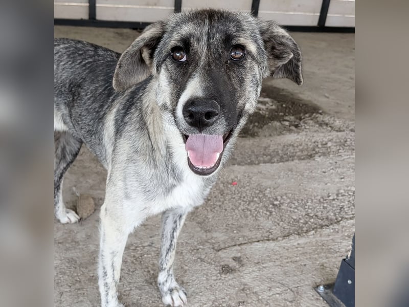 Zoë - freundliche, ehemalige Straßenhündin auf der Suche nach dem Glück