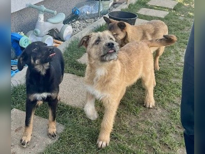 Welpe Leia - kennt Hunde, Katzen, Kinder (Vermittlung D/ LUX/ CH)