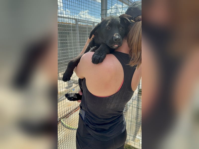 Welpe Nero sucht seine Familie (D/CH/LUX)