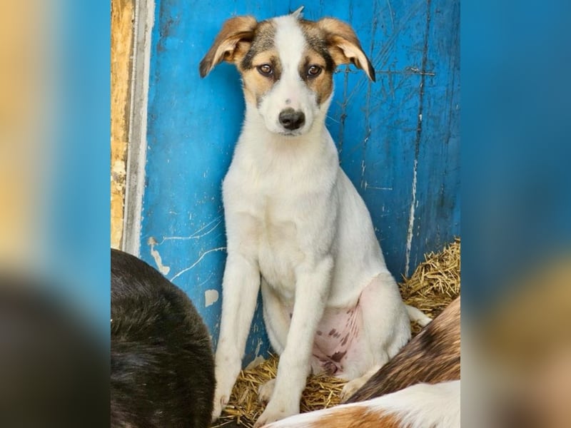 Nalani - Welpenmädchen aus der Tötung sucht Liebe!