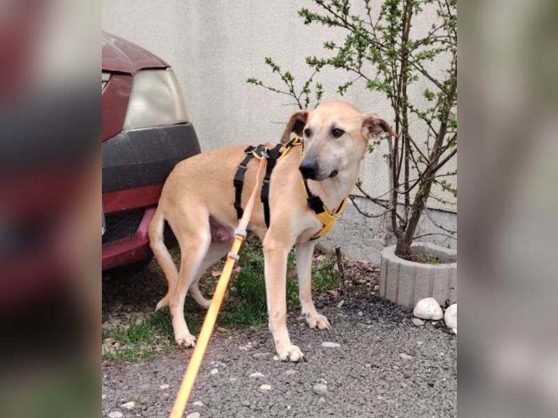 Leni - sehr lieb + sanft