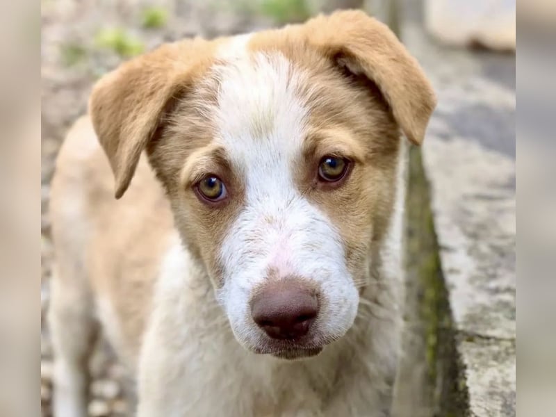 Welpe Teddy sucht Körbchen (D/CH/LUX)