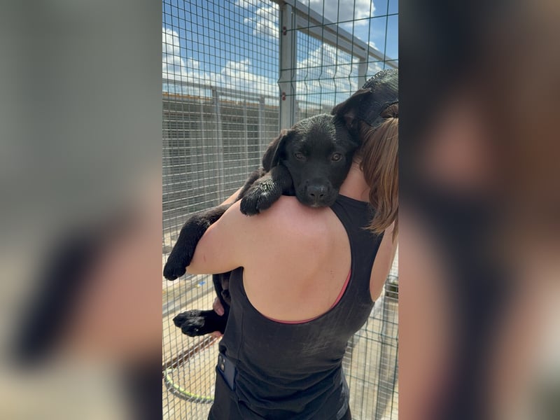 Welpe Nero sucht seine Familie (D/CH/LUX)