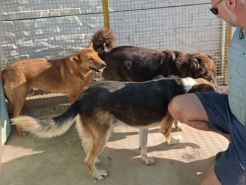 Sienna - schöne Hündin mit viel Potenzial sucht Zuhause (D/ CH/ LUX)