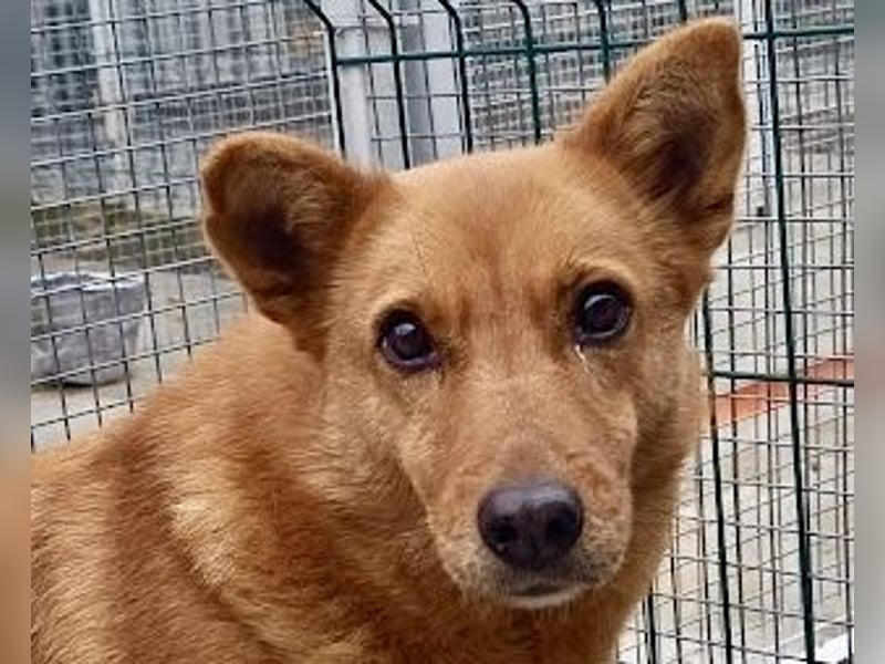 Sienna - schöne Hündin mit viel Potenzial sucht Zuhause (D/ CH/ LUX)