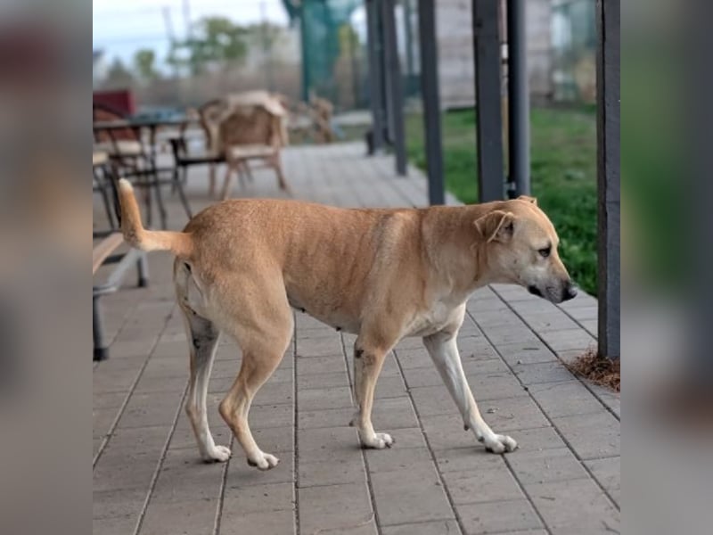 Leni - sehr lieb + sanft