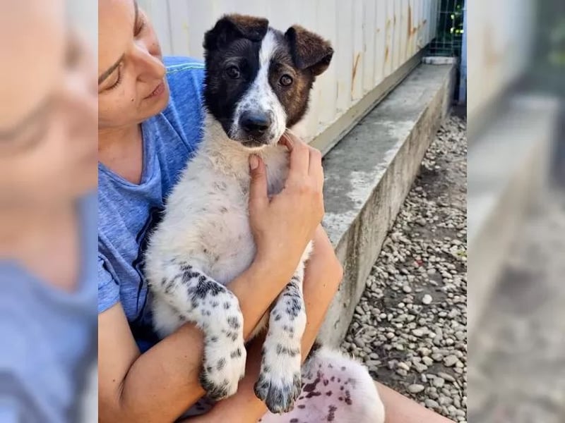 Welpenmädchen Bijoux sucht Körbchen (D/CH/LUX)