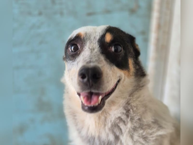 Rasty - schüchterner, 3-jähriger, lieber Rüde sucht ruhiges Zuhause