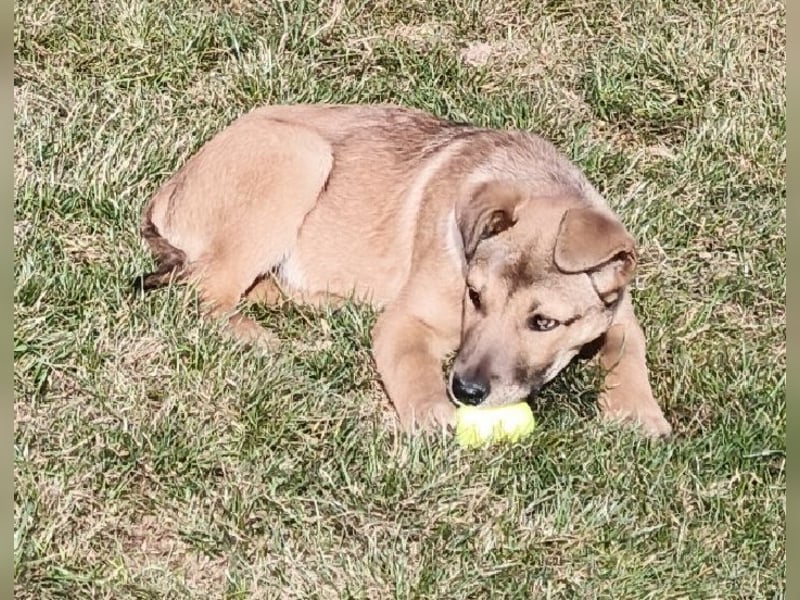 Welpe Leo - mag Katzen, Hunde und Kinder