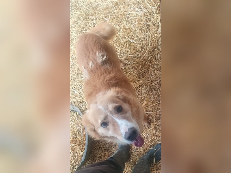 Haary - eine vergessene Seele