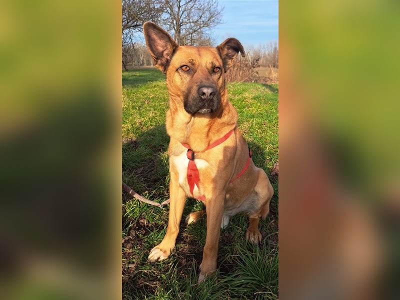 Kai-Uwe - Sanftmütiger Rüde mit besonderem Namen