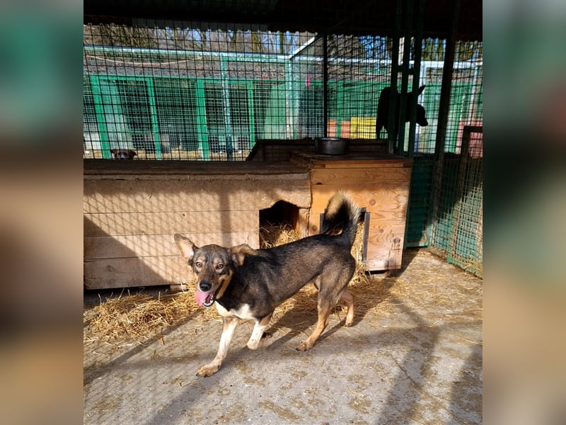 Dumbo - Verschmustes Schlappohr sucht liebevolle Familie