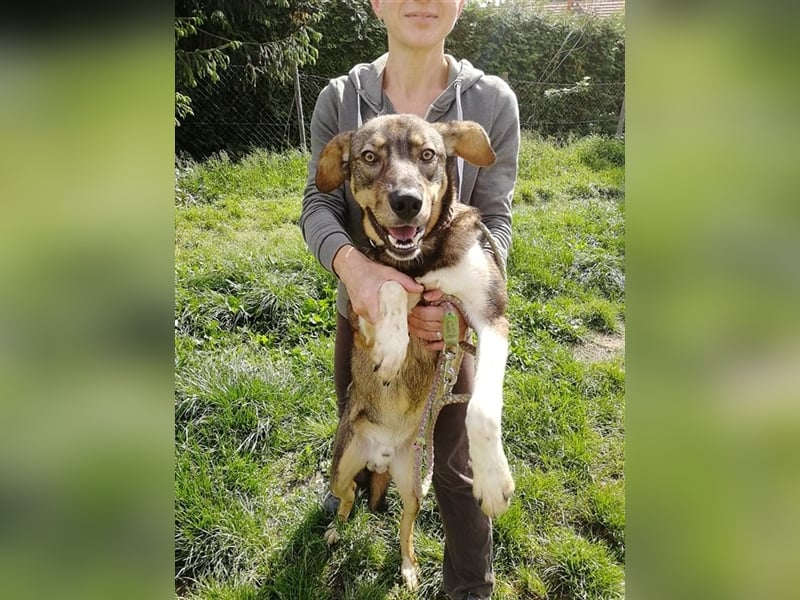 Dumbo - Verschmustes Schlappohr sucht liebevolle Familie