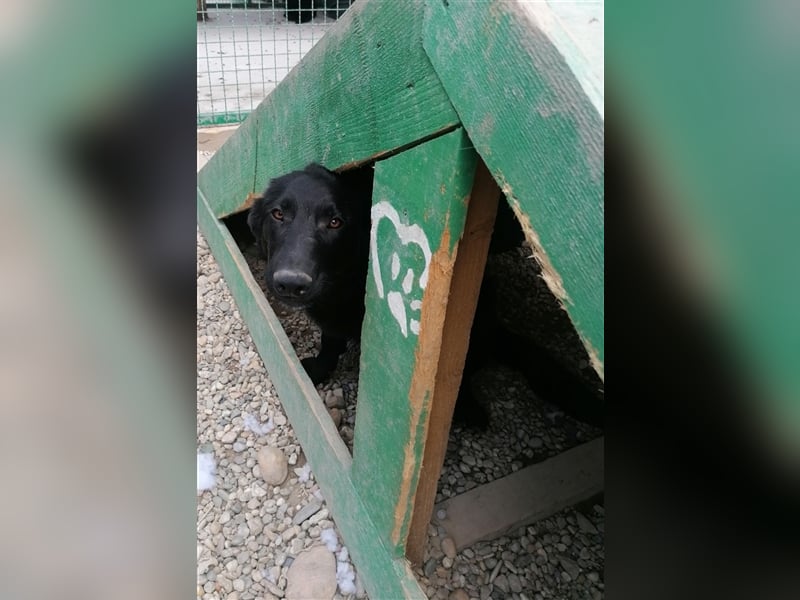 Eric - Sanfter Bub auf der Suche nach Spaziergängen, Spiel und ganz viel Liebe