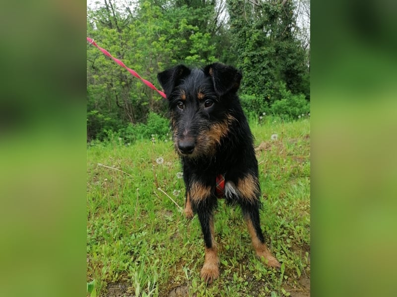 Astro - Notfellchen Astro sucht aktive und liebevolle Menschen