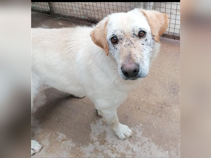 Dolli - Wundervolle Hundemama ist bereit für ein Zuhause