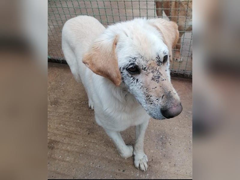 Dolli - Wundervolle Hundemama ist bereit für ein Zuhause