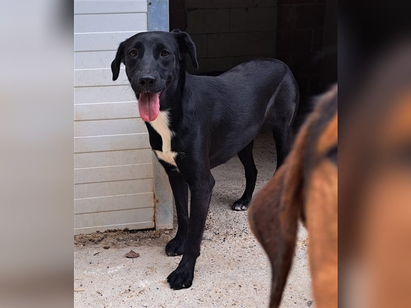 Zelda - Herzeroberin