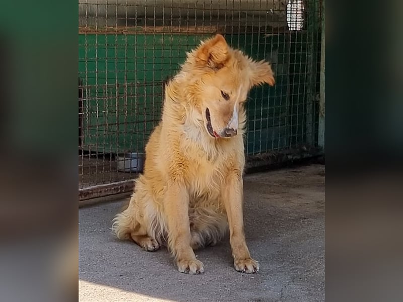 Haary - eine vergessene Seele
