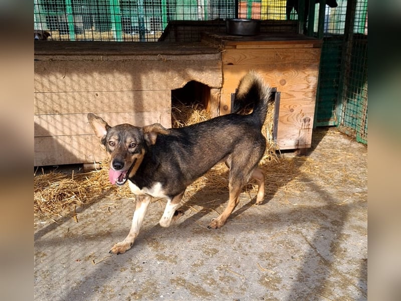 Dumbo - Verschmustes Schlappohr sucht liebevolle Familie