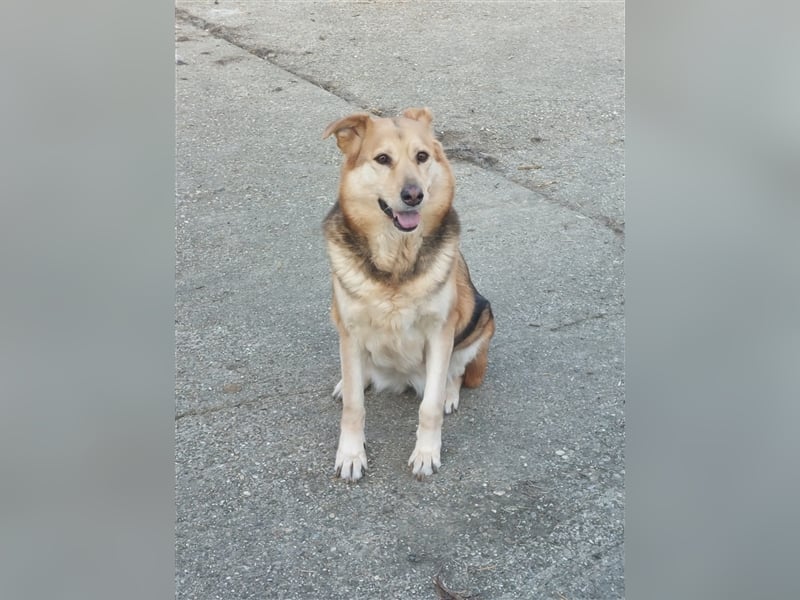 Ines - Freundliche und liebenswerte Hundedame