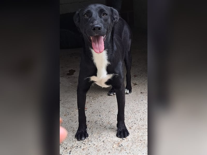 Zelda - Herzeroberin