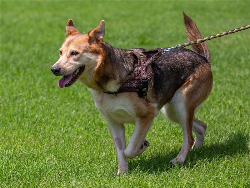 Ines - Freundliche und liebenswerte Hundedame