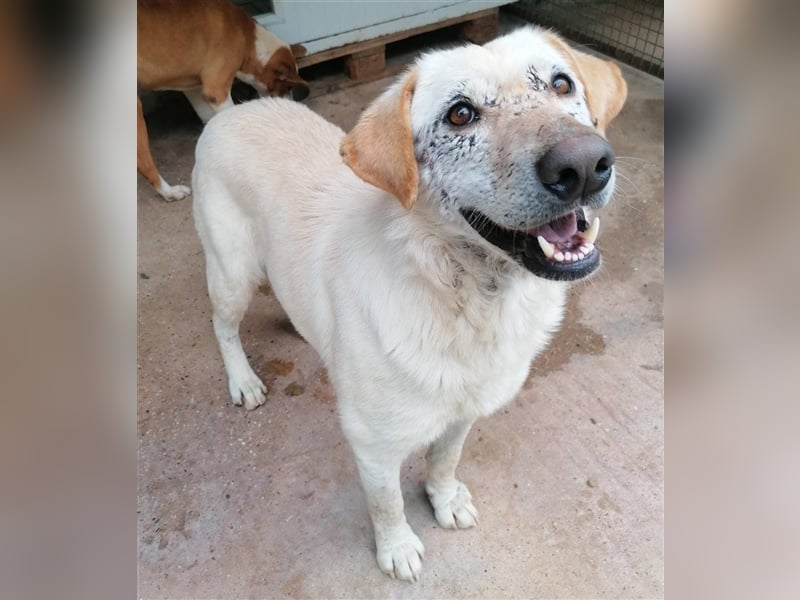 Dolli - Wundervolle Hundemama ist bereit für ein Zuhause