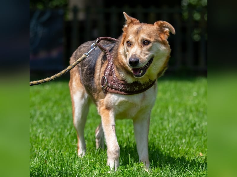 Ines - Freundliche und liebenswerte Hundedame