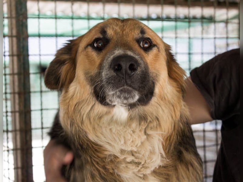 Nenad - Attraktiver Rüde bereit für ein glückliches Mensch-Hund-Team