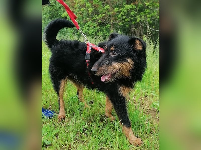 Astro - Notfellchen Astro sucht aktive und liebevolle Menschen