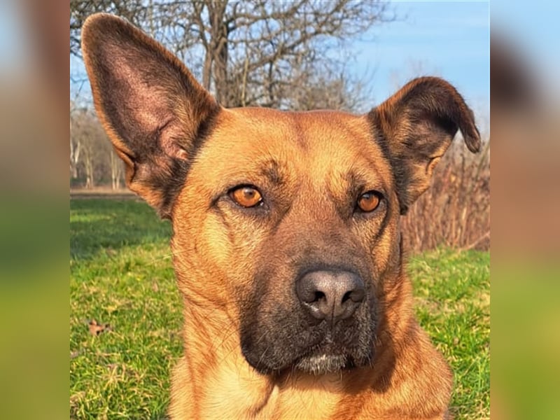 Kai-Uwe - Sanftmütiger Rüde mit besonderem Namen