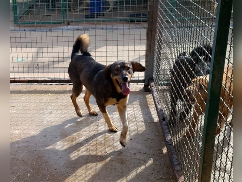 Dumbo - Verschmustes Schlappohr sucht liebevolle Familie