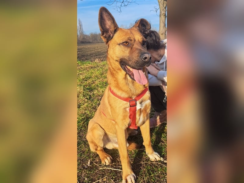 Kai-Uwe - Sanftmütiger Rüde mit besonderem Namen