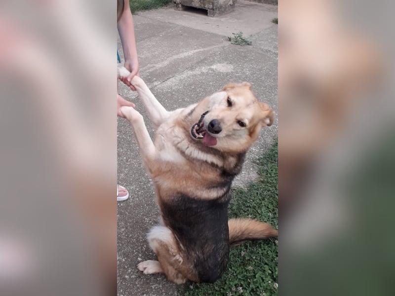 Ines - Freundliche und liebenswerte Hundedame