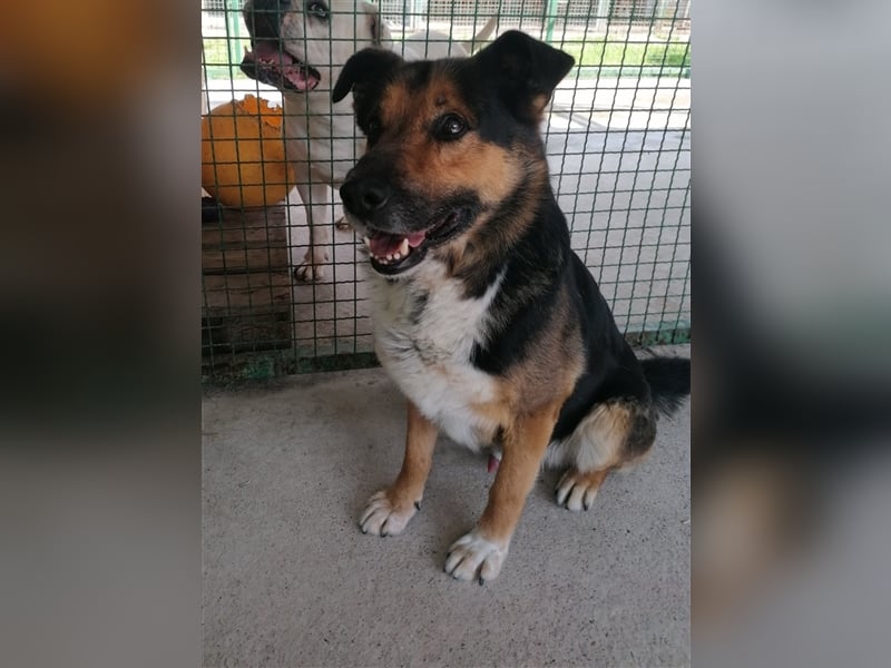 Pio - Vom Kettenhund zum Kuschelhelden