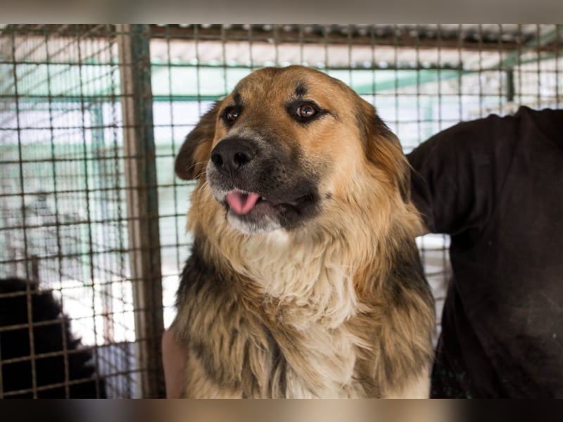 Nenad - Attraktiver Rüde bereit für ein glückliches Mensch-Hund-Team