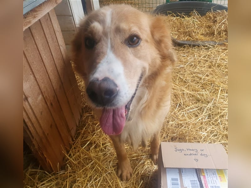 Haary - eine vergessene Seele