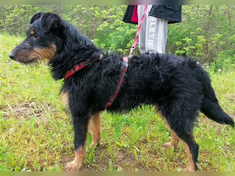 Astro - Notfellchen Astro sucht aktive und liebevolle Menschen