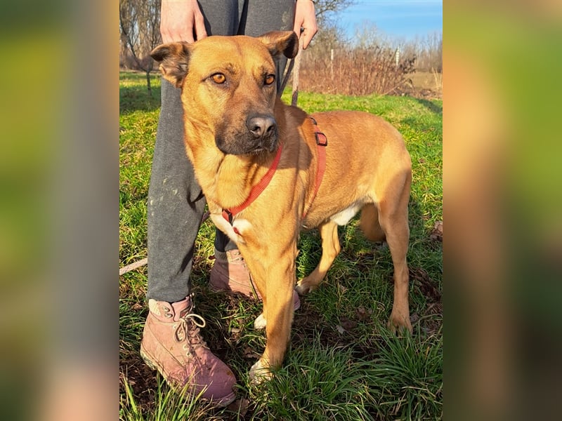 Kai-Uwe - Sanftmütiger Rüde mit besonderem Namen