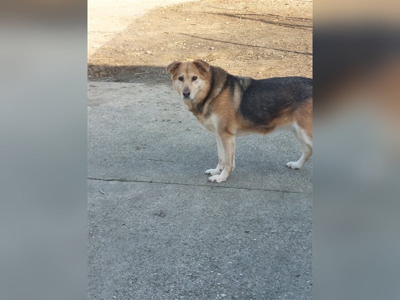 Ines - Freundliche und liebenswerte Hundedame