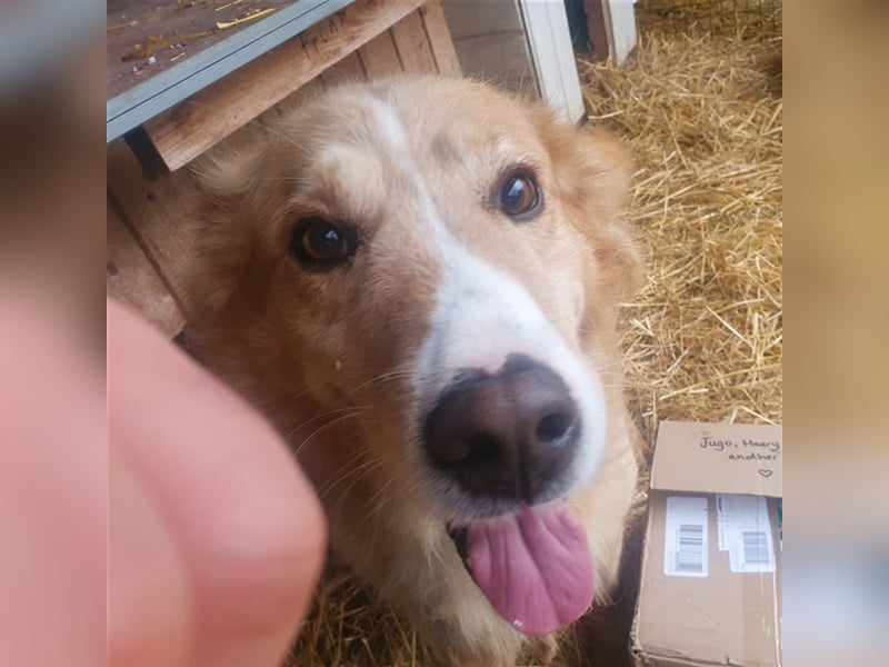 Haary - eine vergessene Seele