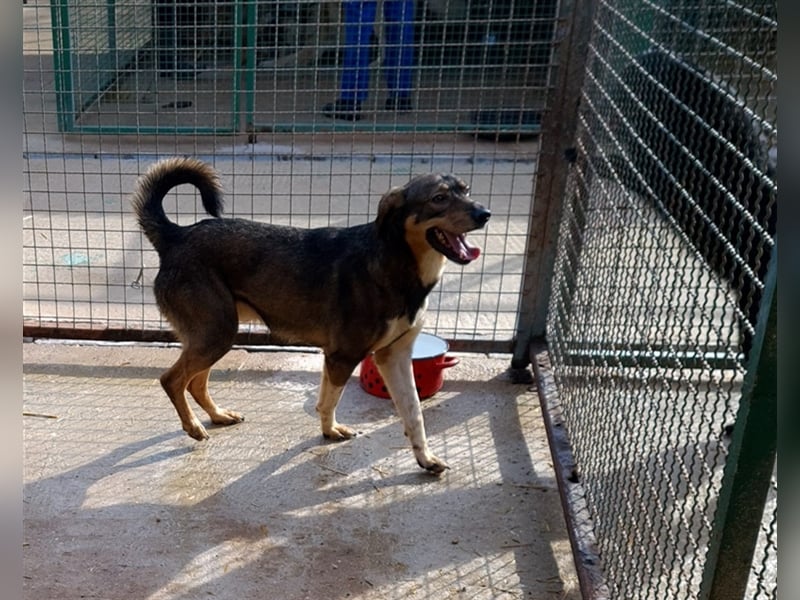 Dumbo - Verschmustes Schlappohr sucht liebevolle Familie