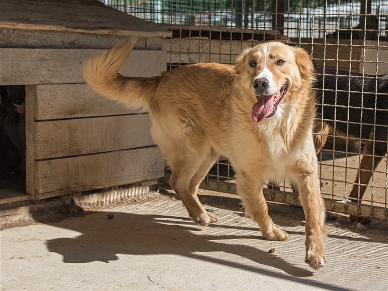 Haary - eine vergessene Seele