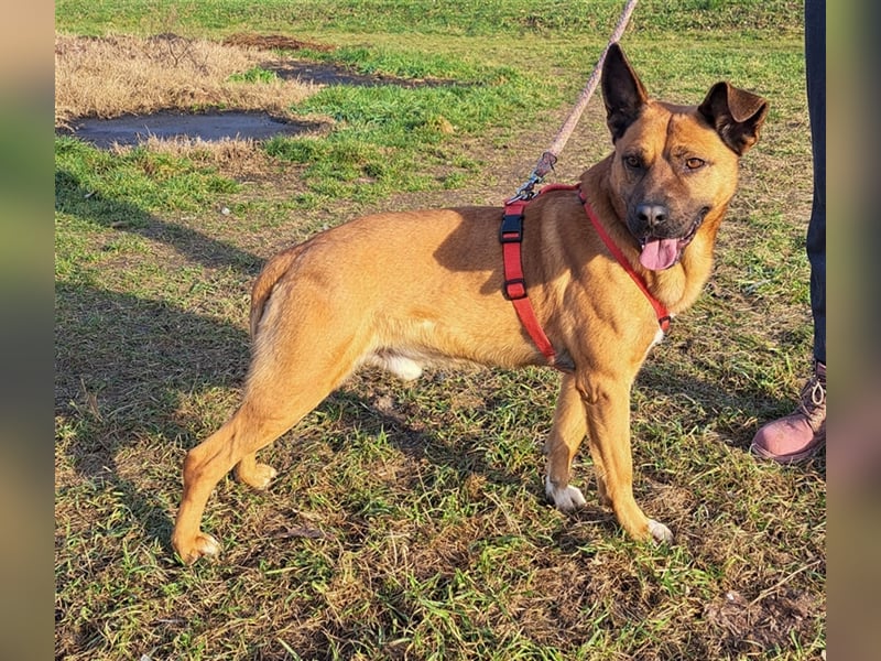 Kai-Uwe - Sanftmütiger Rüde mit besonderem Namen