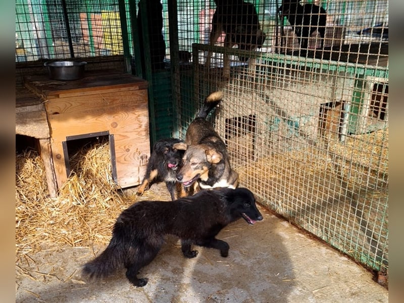 Dumbo - Verschmustes Schlappohr sucht liebevolle Familie