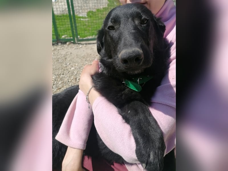 Eric - Sanfter Bub auf der Suche nach Spaziergängen, Spiel und ganz viel Liebe