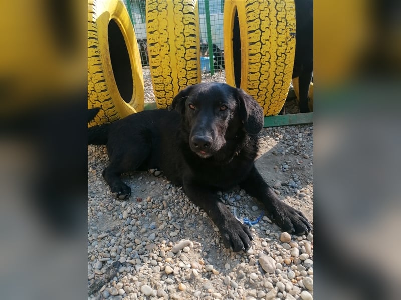 Eric - Sanfter Bub auf der Suche nach Spaziergängen, Spiel und ganz viel Liebe