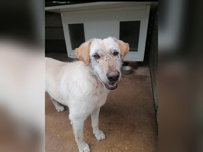 Dolli - Wundervolle Hundemama ist bereit für ein Zuhause